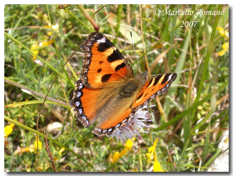 Incontri sulle Madonie